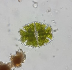 Micrasterias americana