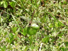 Phanogomphus minutus