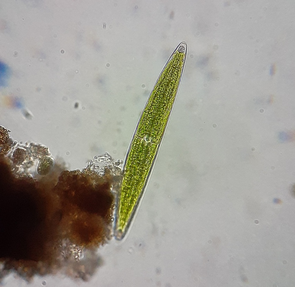 Closterium pseudolunula