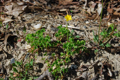 Oxalis corniculata repens