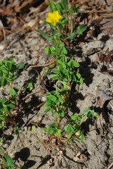 Oxalis corniculata repens