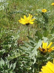 Balsamorhiza macrolepis