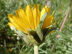 Balsamorhiza macrolepis