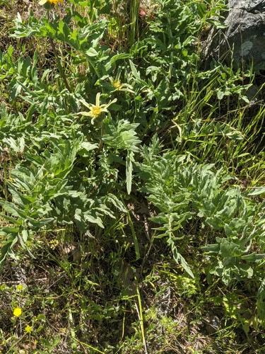 Image of Balsamorhiza macrolepis by (c) joergmlpts, some rights reserved (CC BY)