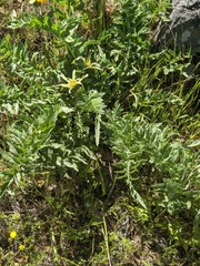 Balsamorhiza macrolepis