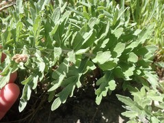 Balsamorhiza macrolepis