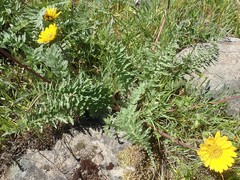 Balsamorhiza macrolepis