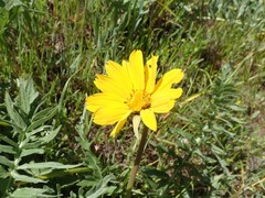 Balsamorhiza macrolepis