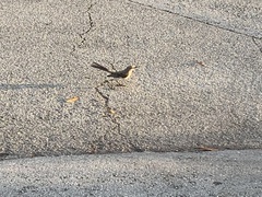 Mimus polyglottos image