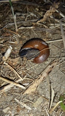 Helminthoglypta sequoicola consors