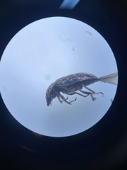 Mitophyllus