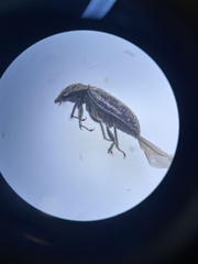 Mitophyllus