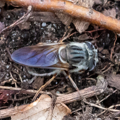 Callicera erratica