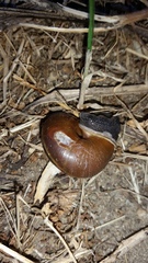 Helminthoglypta sequoicola consors