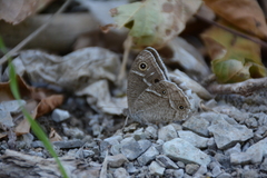 Hipparchia parisatis