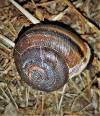 Helminthoglypta sequoicola consors