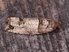 Notocelia culminana