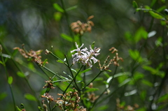 Diostea juncea