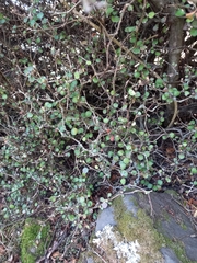 Corokia cotoneaster