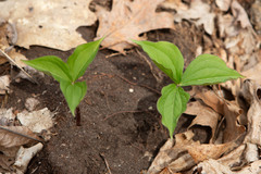 Trillium grandiflorum