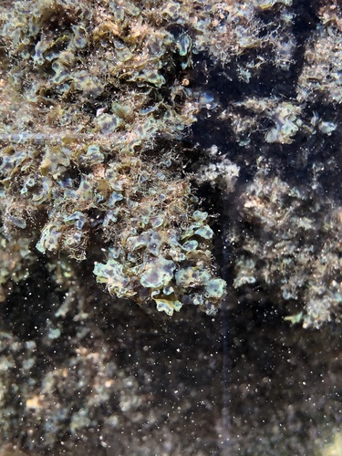 Dictyota friabilis observed 2021-04-25
