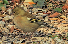 Fringilla coelebs