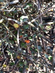 Corokia cotoneaster