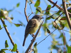 Serpophaga griseicapilla