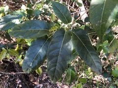 Parsonsia leichhardtii