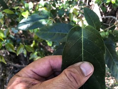 Parsonsia leichhardtii