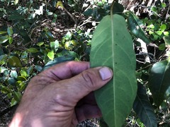 Parsonsia leichhardtii