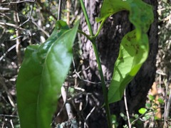 Parsonsia leichhardtii