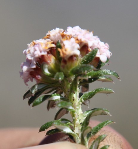 Image of Elytropappus hispidus by (c) Tony Rebelo, some rights reserved (CC BY-SA)