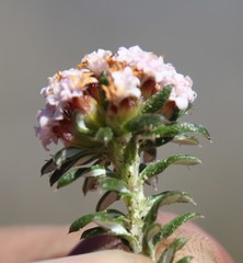 Elytropappus hispidus