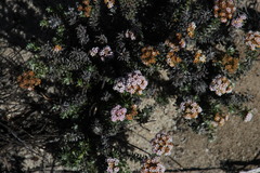 Elytropappus hispidus