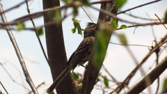 Xenotriccus mexicanus