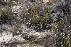 Elytropappus hispidus