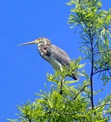 Egretta tricolor image