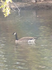 Branta canadensis