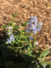 Ceanothus griseus
