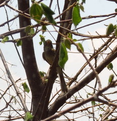 Xenotriccus mexicanus
