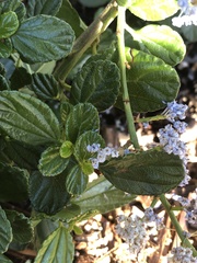 Ceanothus griseus