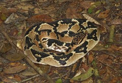 Lachesis muta