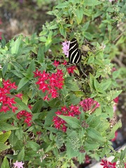 Heliconius charithonia