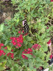 Heliconius charithonia