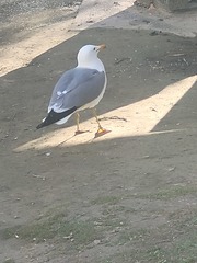 Larus californicus