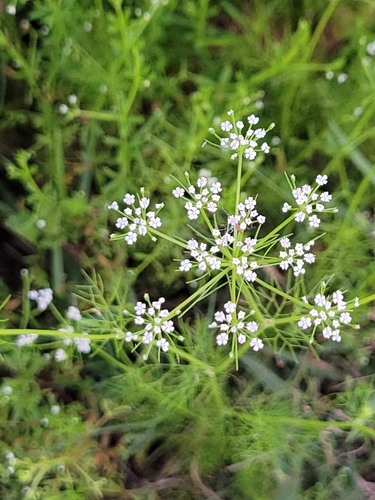 Ptilimnium capillaceum image