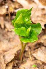 Trillium grandiflorum