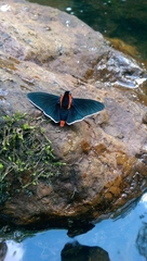 Pyrrhopyge decipiens