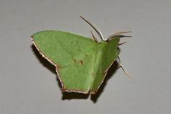 Maxates tanygona